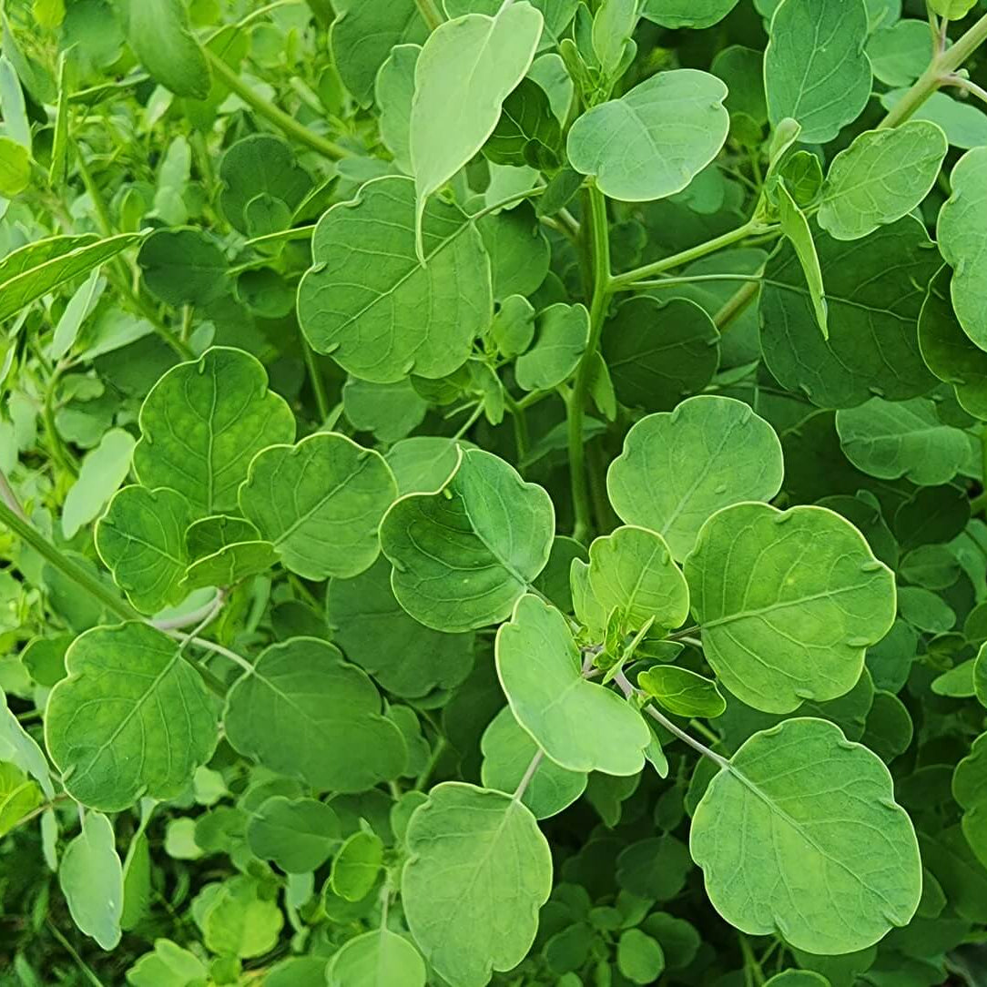 Papalo Cilantro Seeds - Herbal Plant
