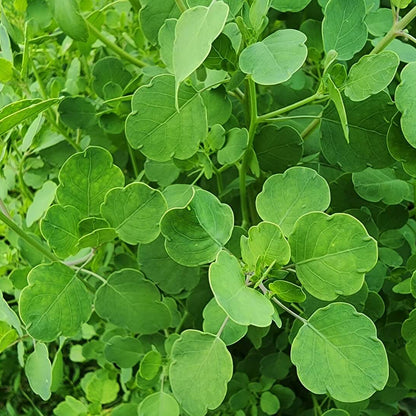 Papalo Cilantro Seeds - Herbal Plant