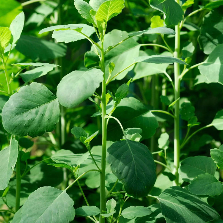 Papalo Cilantro Seeds - Herbal Plant