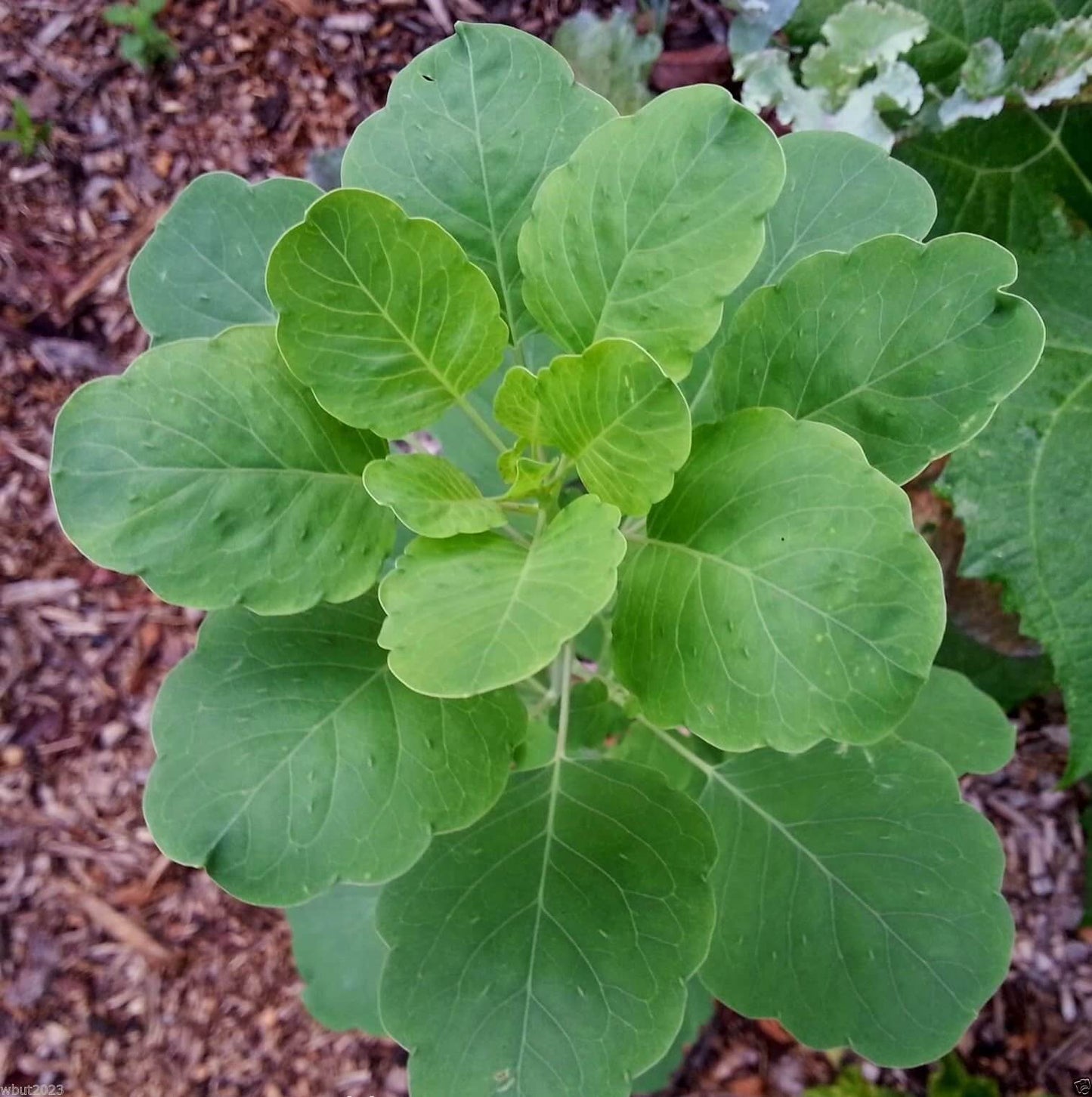 Papalo Seeds - Herbal Plant
