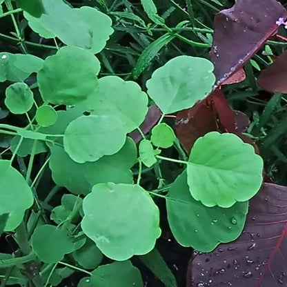 Papalo Seeds - Herbal Plant