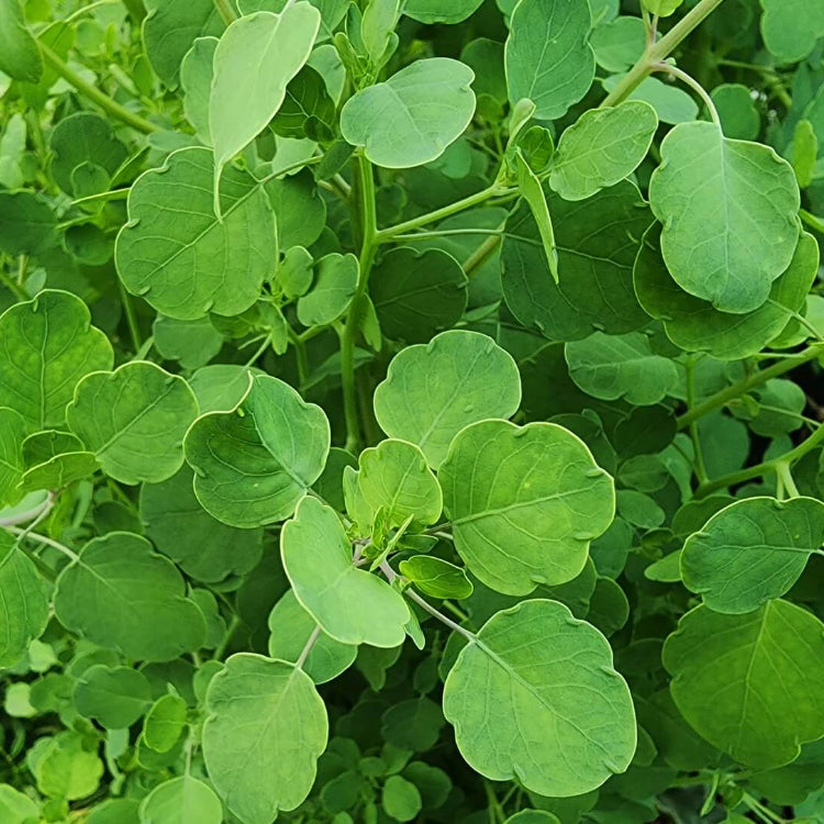 Papalo Seeds - Herbal Plant
