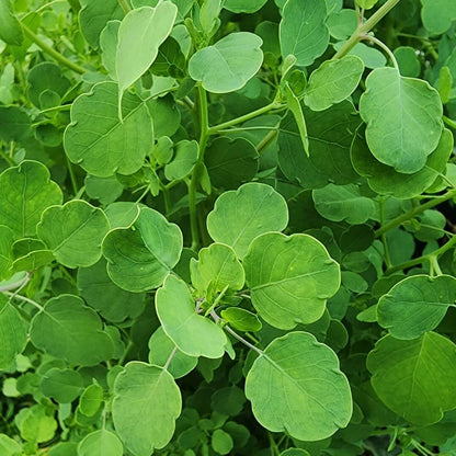 Papalo Seeds - Herbal Plant