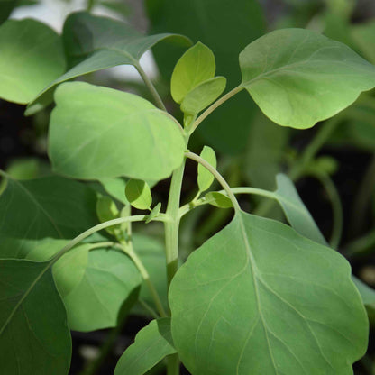 Papaloquelite Seeds - Herbal Plant