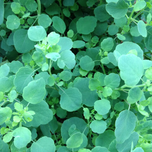 Papaloquelite Seeds - Herbal Plant