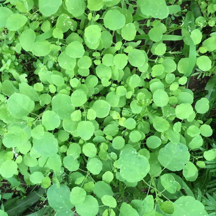 Papaloquelite Seeds - Herbal Plant
