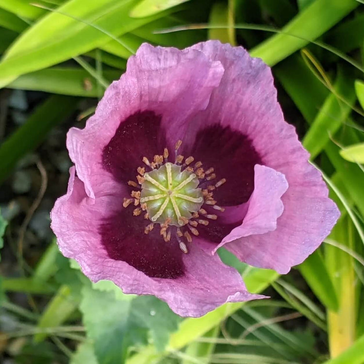 Papaver Somniferum Seeds  - Flower Plant