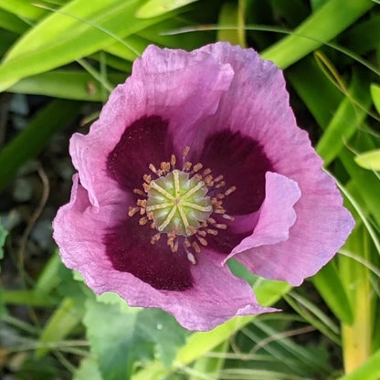 Papaver Somniferum Seeds  - Flower Plant