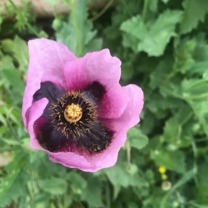 Papaver Somniferum Seeds  - Flower Plant