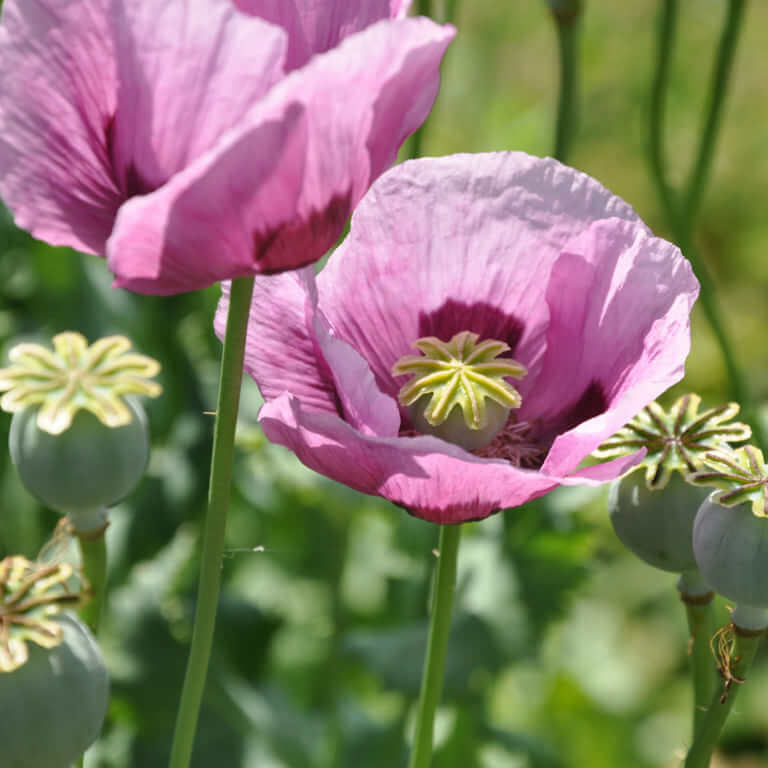 Papaver somniferum Poppy Seeds 