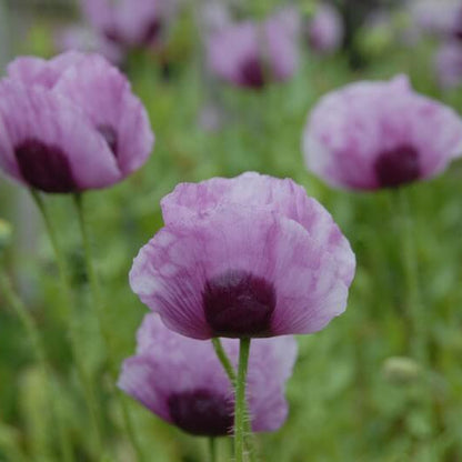 Papaver somniferum Poppy Seeds 