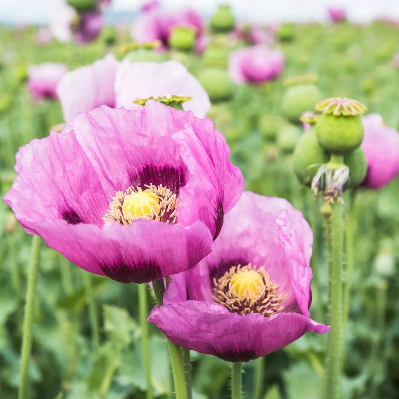 Papaver somniferum Poppy Seeds 