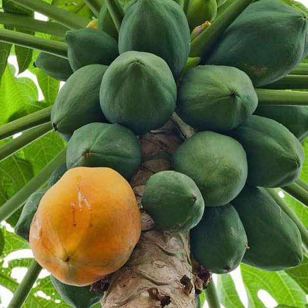 Papaya Seeds- Plant for Home Gardens