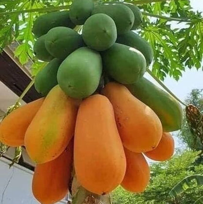 Papaya Seeds- Plant for Home Gardens