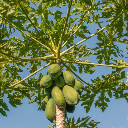 Papaya Seeds