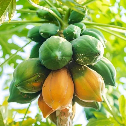 Papaya Seeds