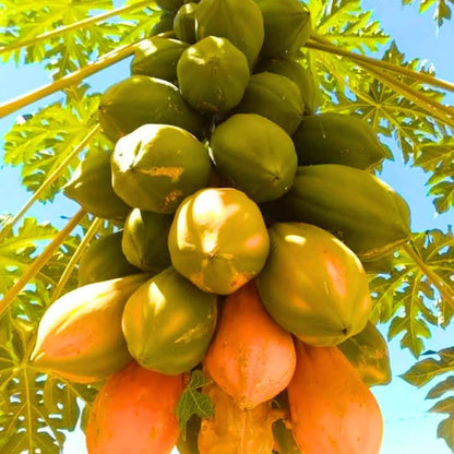 Papaya Seeds