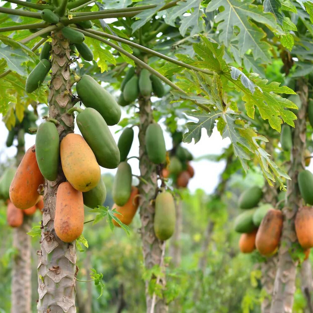 Papaya Seeds