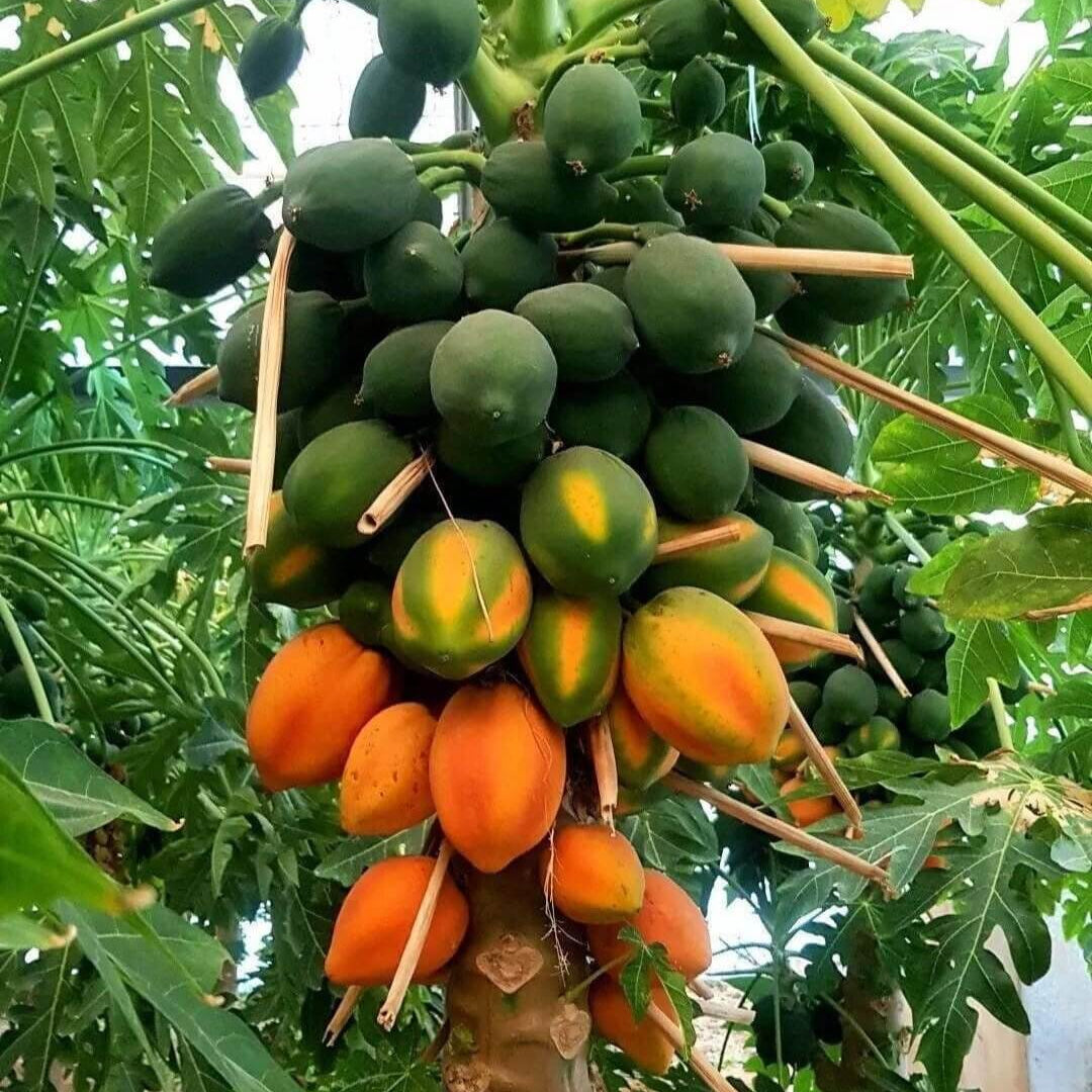 Papaya Seeds