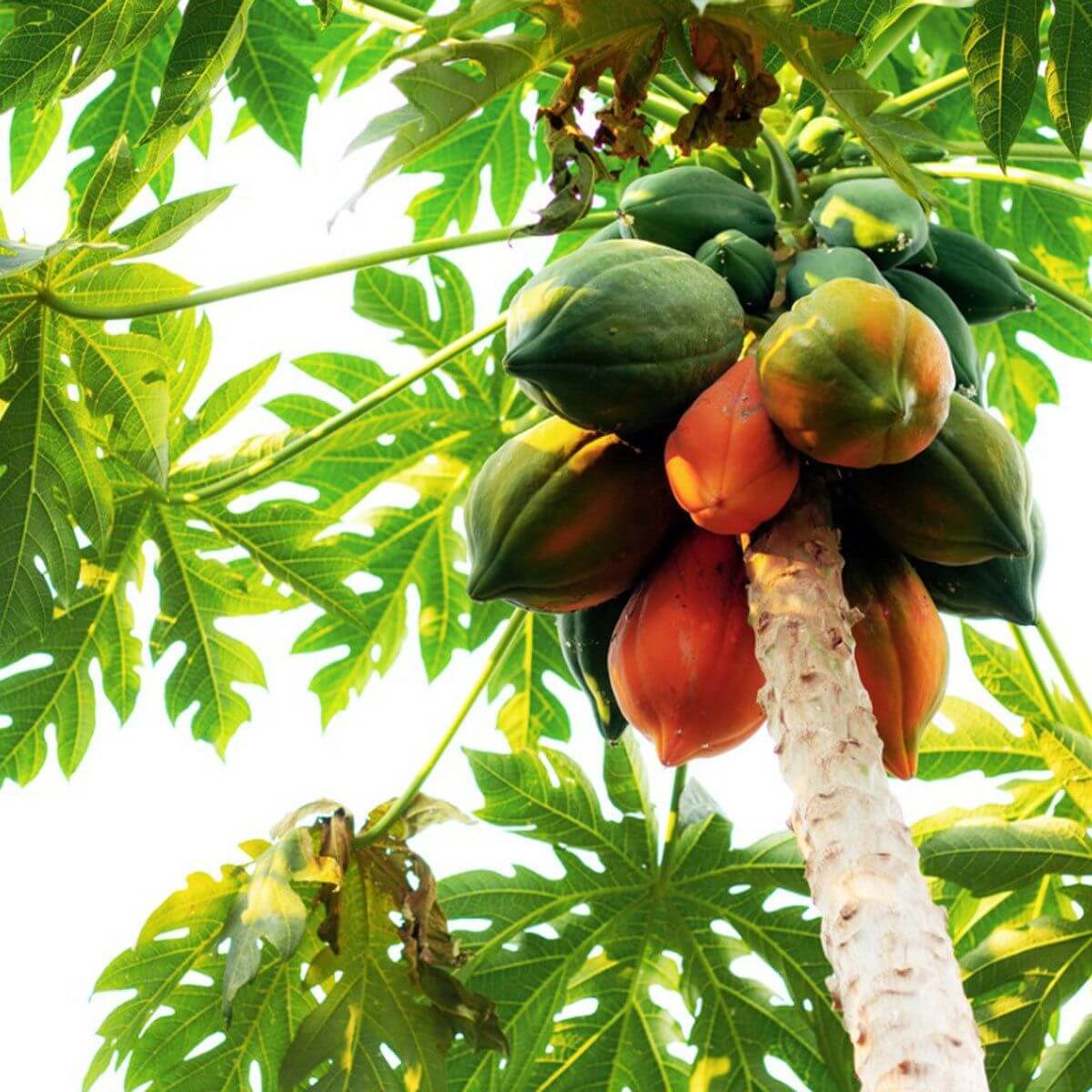 Papaya Seeds