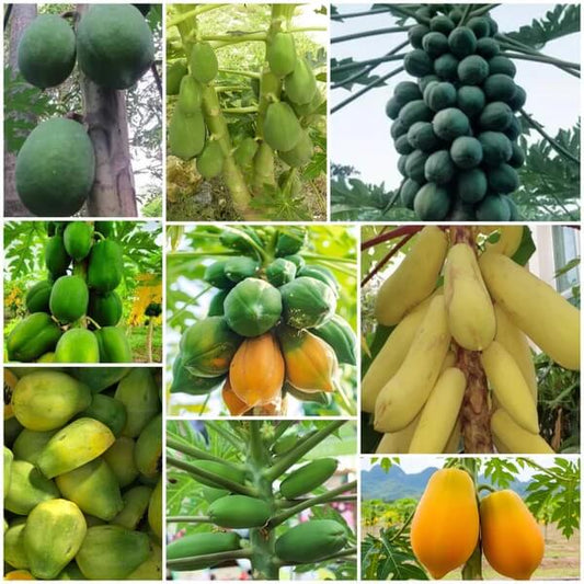 Papaya Seeds - All In One For Home Gardens