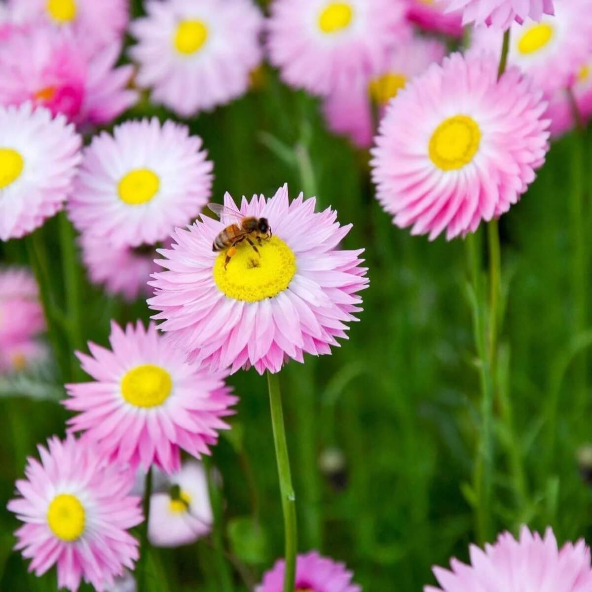 Paper Daisy Seeds - Flower Plant