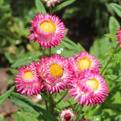 Paper Daisy Seeds - Flower Plant