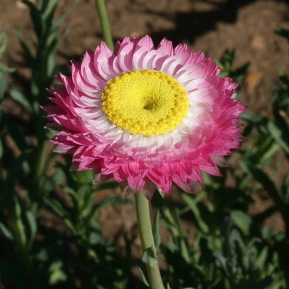 Paper Daisy Seeds - Flower Plant