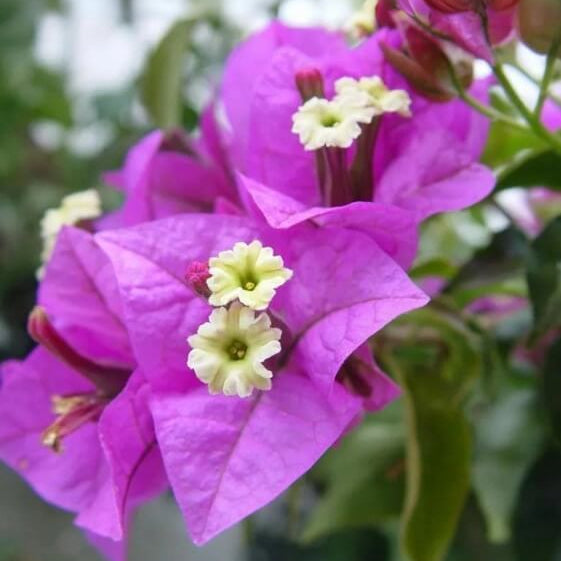 Paper Flower Seeds 