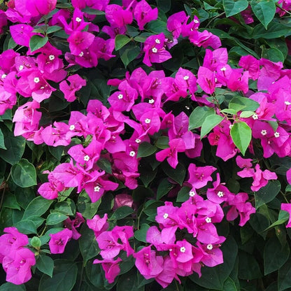 Paper Vine Seeds