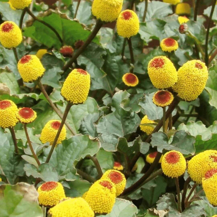 Paracress Seeds - Heirloom Herbal Plant for Home Gardens