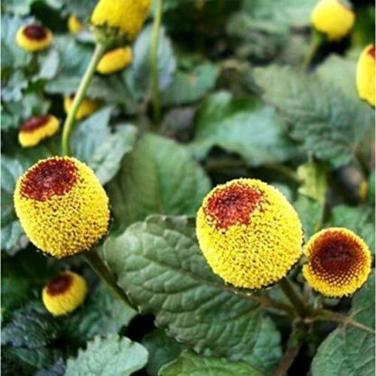 Paracress Seeds - Heirloom Herbal Plant for Home Gardens