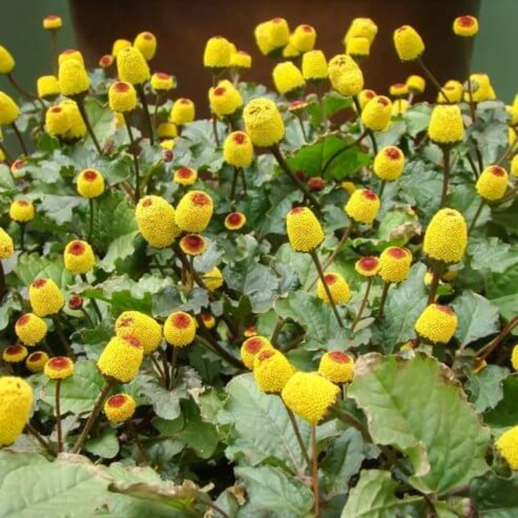 Paracress Seeds - Heirloom Herbal Plant for Home Gardens