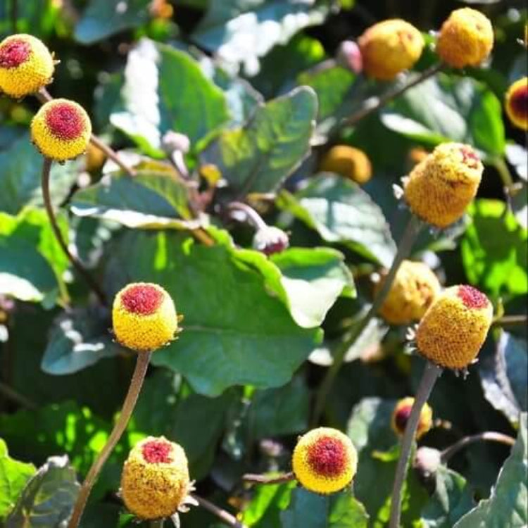 Paracress Seeds - Heirloom Herbal Plant for Home Gardens