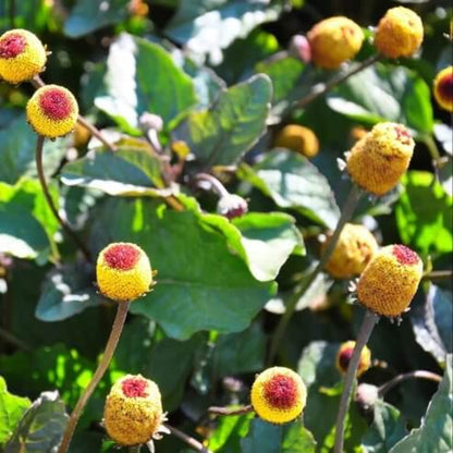 Paracress Seeds - Heirloom Herbal Plant for Home Gardens