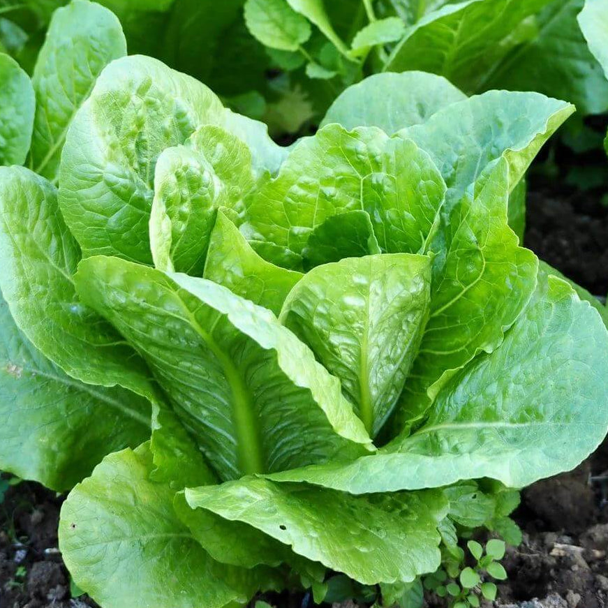 Paris Island Cos Lettuce Seeds