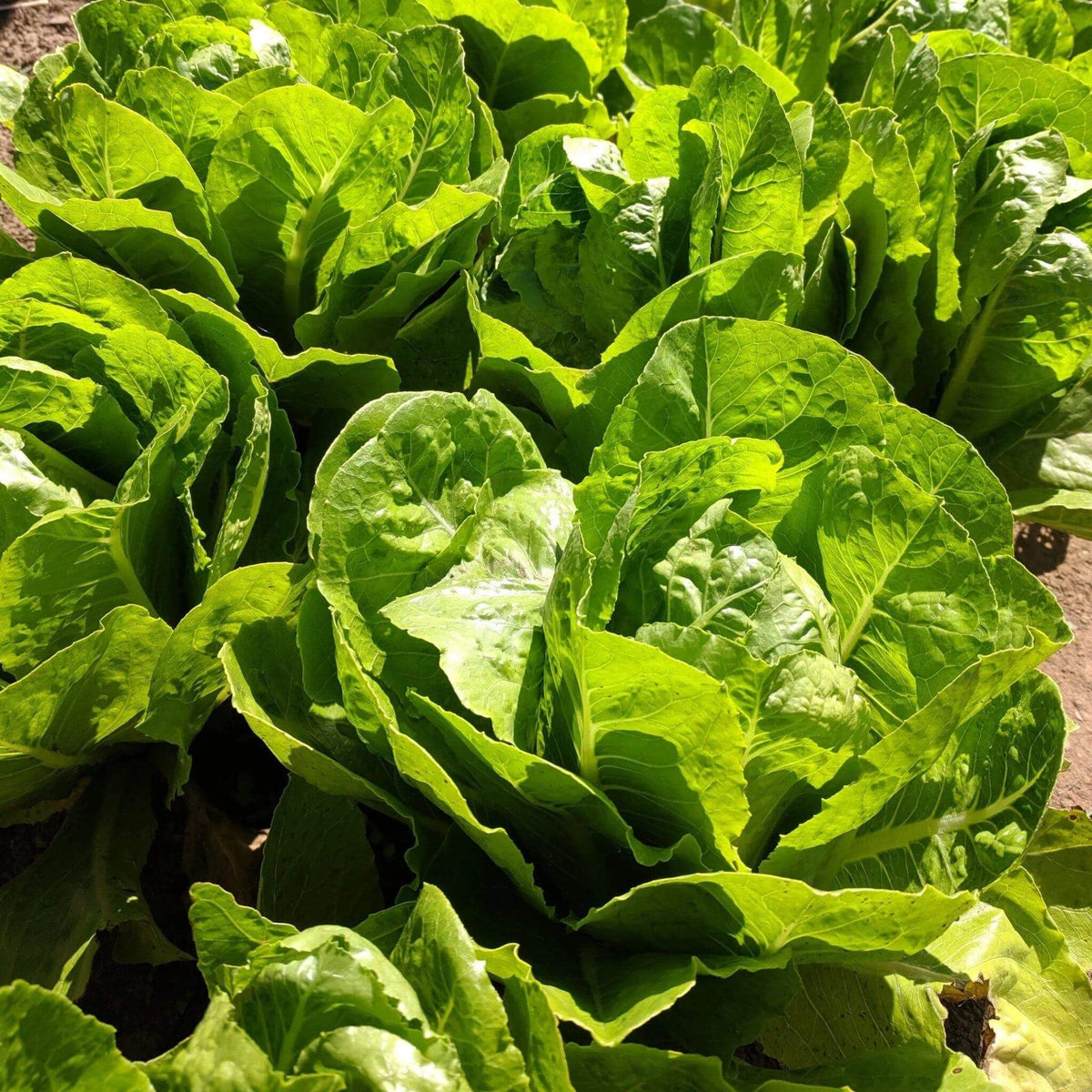 Paris Island Cos Lettuce Seeds
