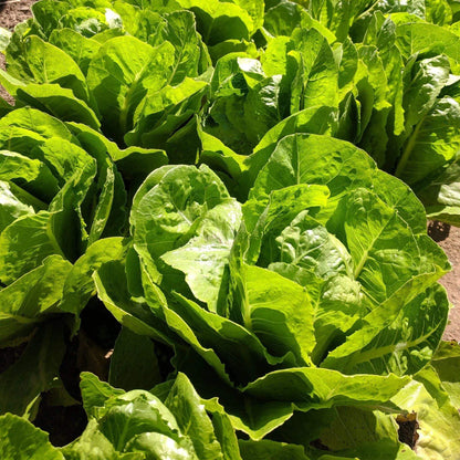Paris Island Cos Lettuce Seeds