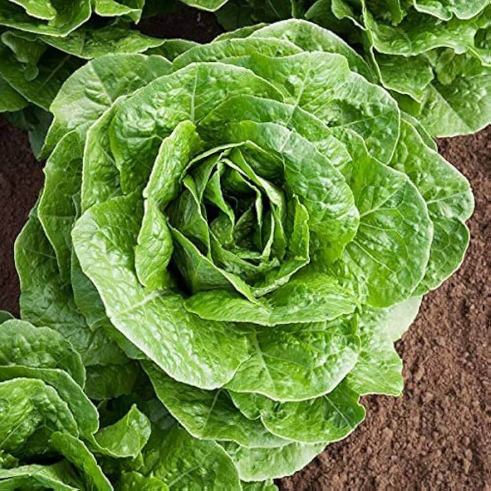 Paris Island Cos Lettuce Seeds