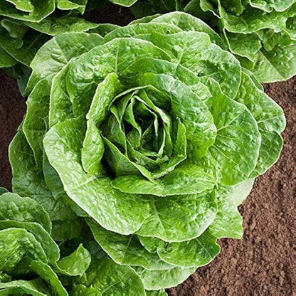 Paris Island Cos Lettuce Seeds