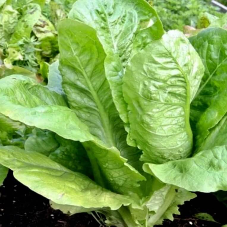 Paris White Cos Lettuce Seeds