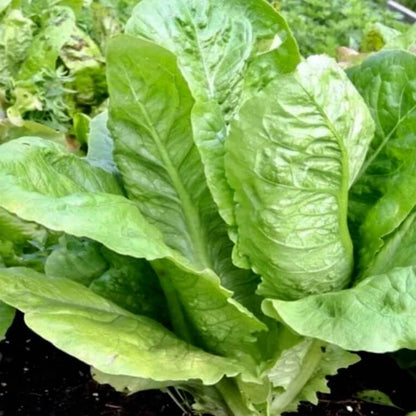 Paris White Cos Lettuce Seeds