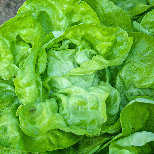Paris White Cos Lettuce Seeds