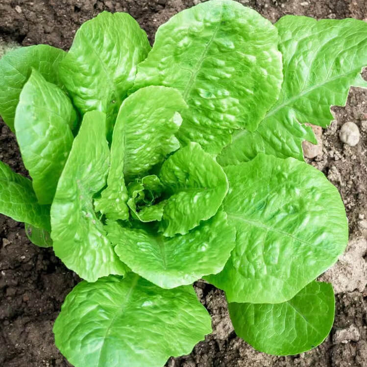 Paris White Cos Lettuce Seeds