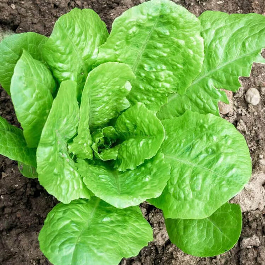 Paris White Cos Lettuce Seeds