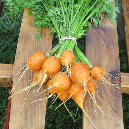 Parisian carrot seeds - Vegetable Plant