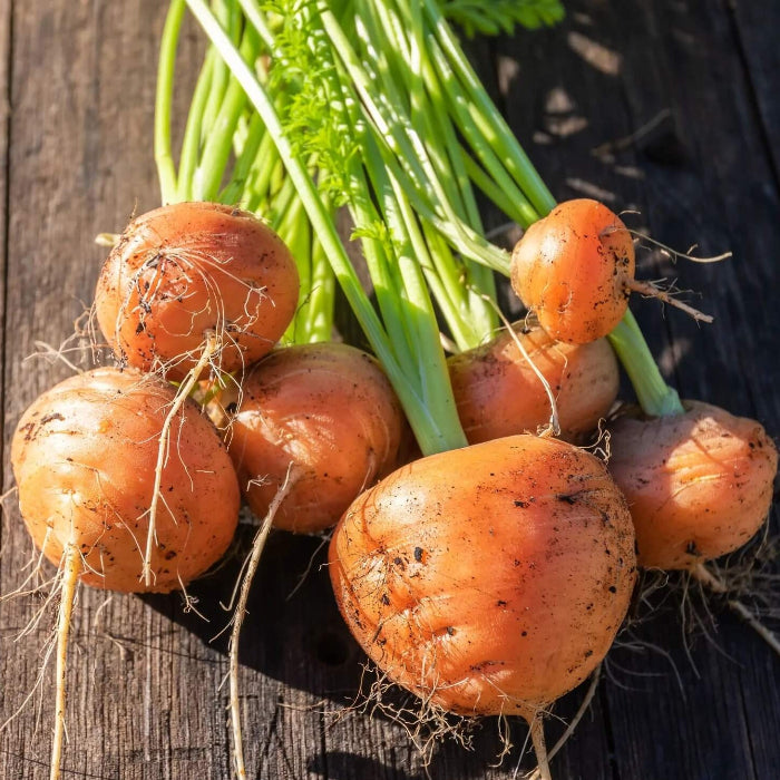 Parisian carrot seeds - Vegetable Plant