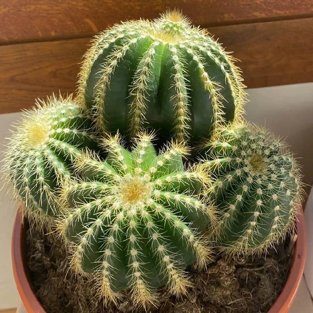 Parodia Cactus Seeds - Cactus Plant Seeds for Home Gardens