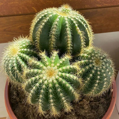Parodia Cactus Seeds - Cactus Plant Seeds for Home Gardens