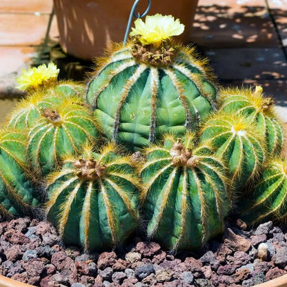 Parodia Cactus Seeds - Cactus Plant Seeds for Home Gardens
